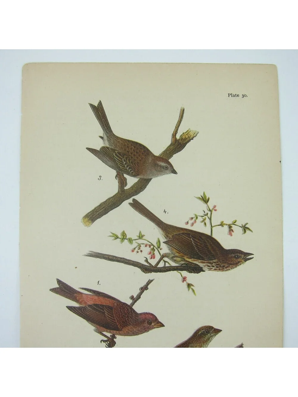 Bird Print After John James Audubon Purple Finch Chipping & Song Sparrow Antique